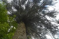 am Armadale Castle