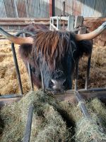 auf der Highland Cattle Farm