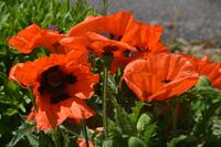 besondere Züchtung von Mohn