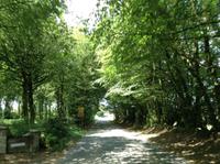 grüne Tunnel