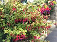 herrliche Fuchsien
