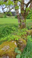 unterwegs im Dartmoor