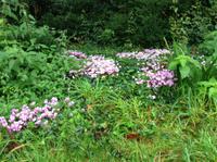 wilde Alpenveilchen