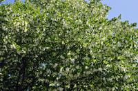 Taschentuchbaum &ndash; &copy; Martin Büchner (Eberhardt TRAVEL)