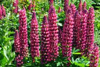 Lupinen &ndash; &copy; Martin Büchner (Eberhardt TRAVEL)