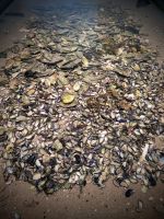 0704 Wattenmeerzentrum