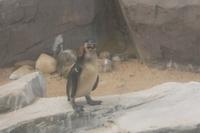 Pinguine: immer attraktiv - auch in Blankenberge