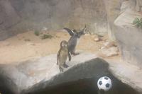 Im Sealife-Park Blankenberge