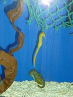 Sealife Blankenberge