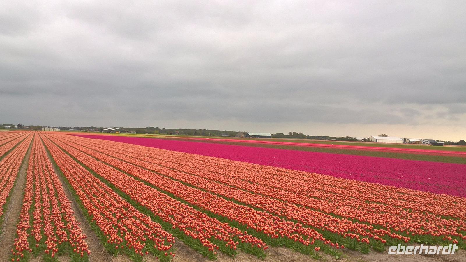 Die Tulpenfelder Hollands sind etwas ganz besonderes