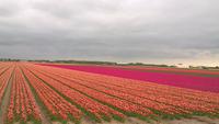 Die Tulpenfelder Hollands sind etwas ganz besonderes