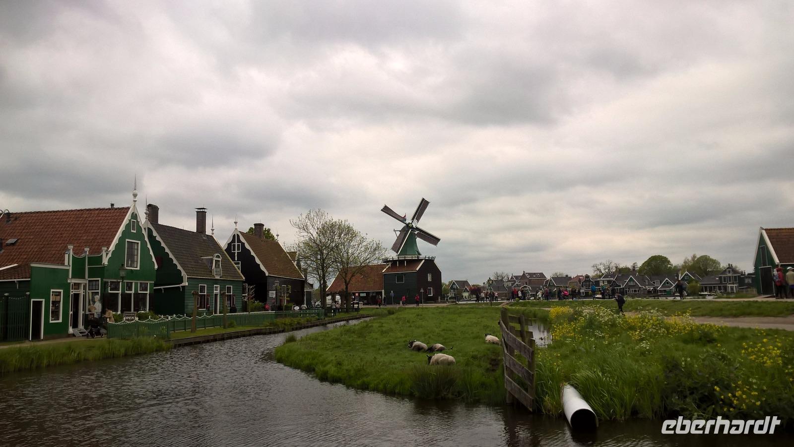 Schafe und eine Windmühle