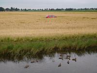 Auf dem Weg nach Enkuizen – Ein Auto im Kornfeld