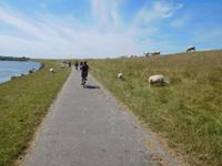 Auf dem Weg nach Stavoren – Düne mit Schafen