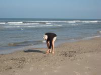 Beim Nordseemuscheln sammeln