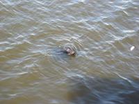 Seehund Buzz im Hafen von Den Helder