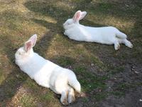 auf dem Keukenhof, Holland