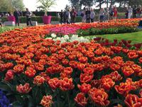 auf dem Keukenhof, Holland