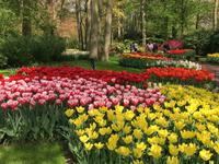 auf dem Keukenhof, Holland