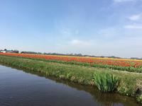 auf dem Keukenhof, Holland