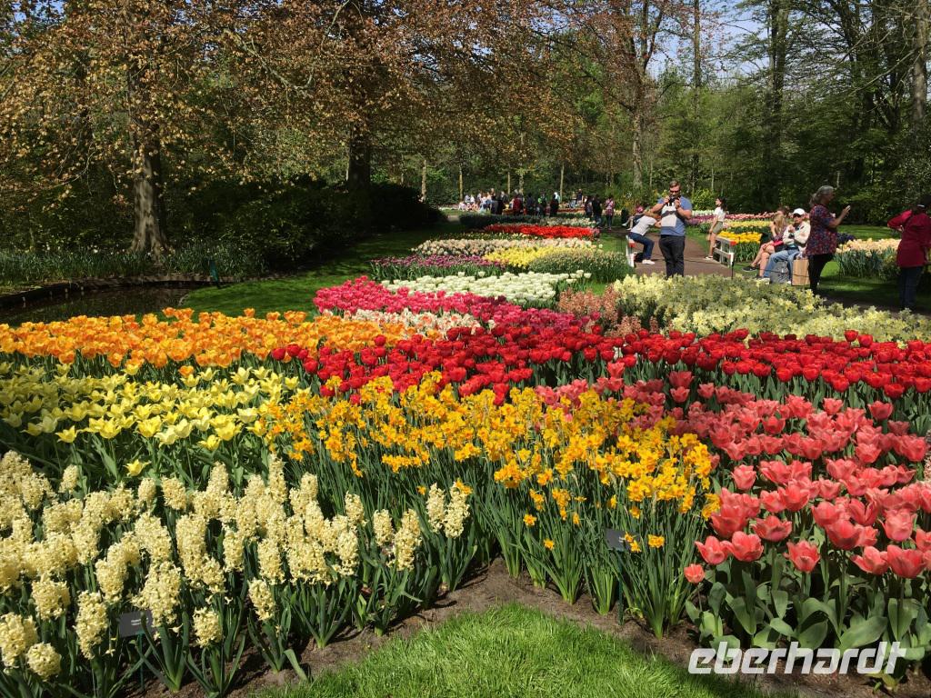 auf dem Keukenhof, Holland