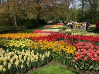 auf dem Keukenhof, Holland