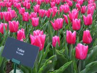 auf dem Keukenhof, Holland