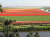 auf dem Keukenhof, Holland