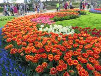 auf dem Keukenhof, Holland