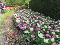 auf dem Keukenhof, Holland