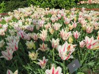 auf dem Keukenhof, Holland