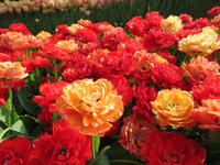 auf dem Keukenhof, Holland