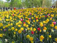 auf dem Keukenhof, Holland