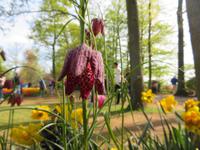 auf dem Keukenhof, Holland