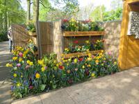 auf dem Keukenhof, Holland