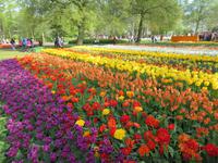 auf dem Keukenhof, Holland