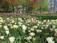 auf dem Keukenhof, Holland