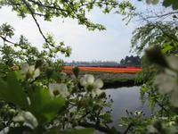 auf dem Keukenhof, Holland