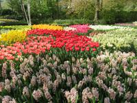 auf dem Keukenhof, Holland