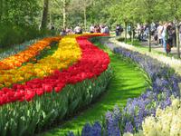 auf dem Keukenhof, Holland