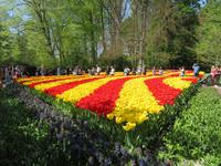 auf dem Keukenhof, Holland