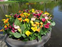 auf dem Keukenhof, Holland