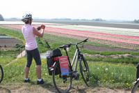 Fotostopp am Tulpenfeld