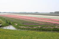 Fotostopp am Tulpenfeld