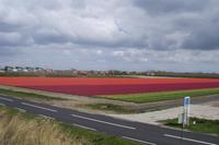 Tuplenfelder auf dem Weg nach Den Helder