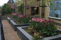 Vorgarten in Oudeschild