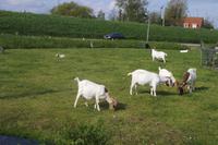 Vor dem Käsebauernhof 