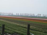 Wir erblicken die ersten Tulpenfelder