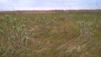 Aussicht am Westrand von Texel