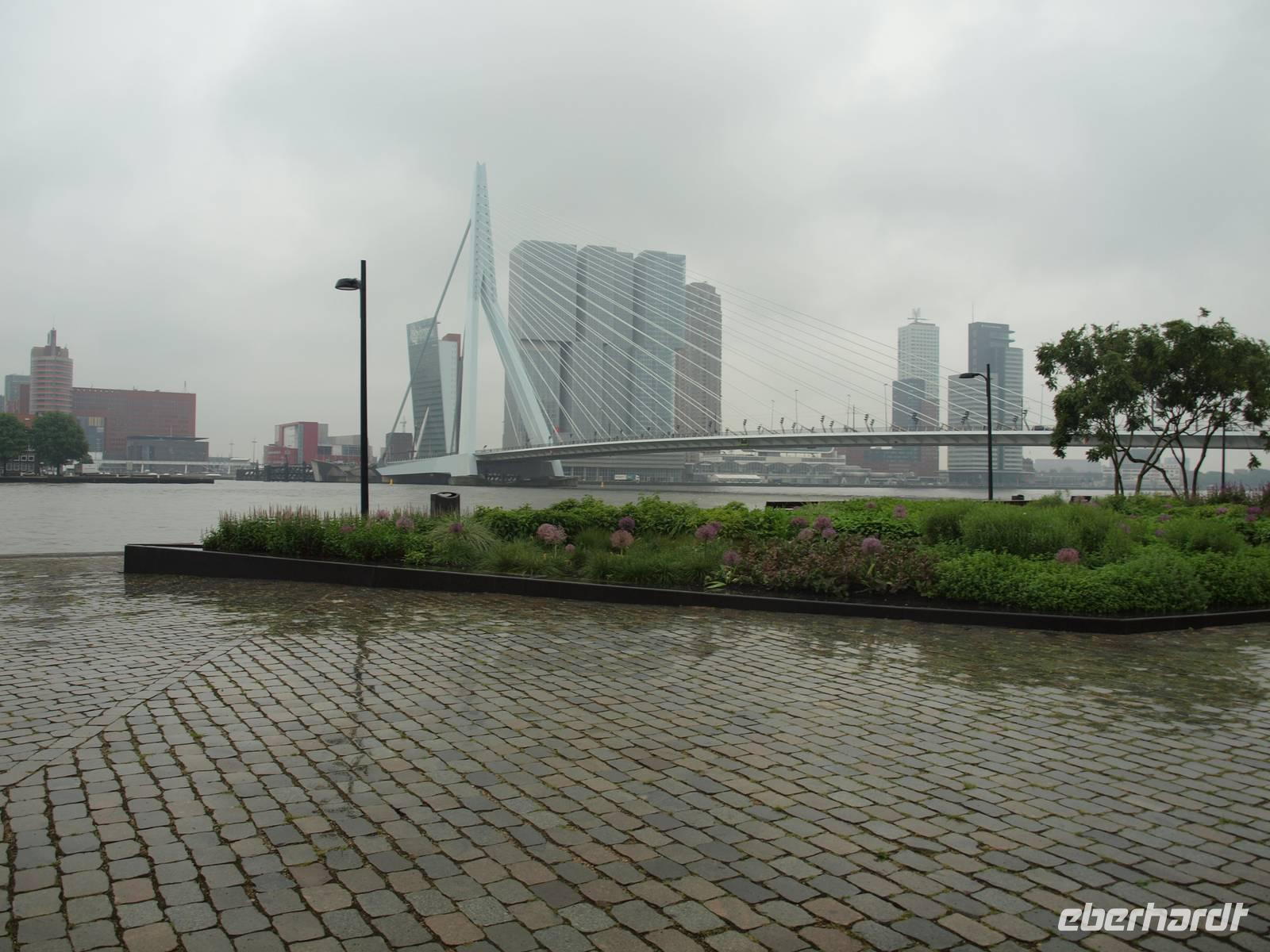Rotterdam - Erasmusbrücke